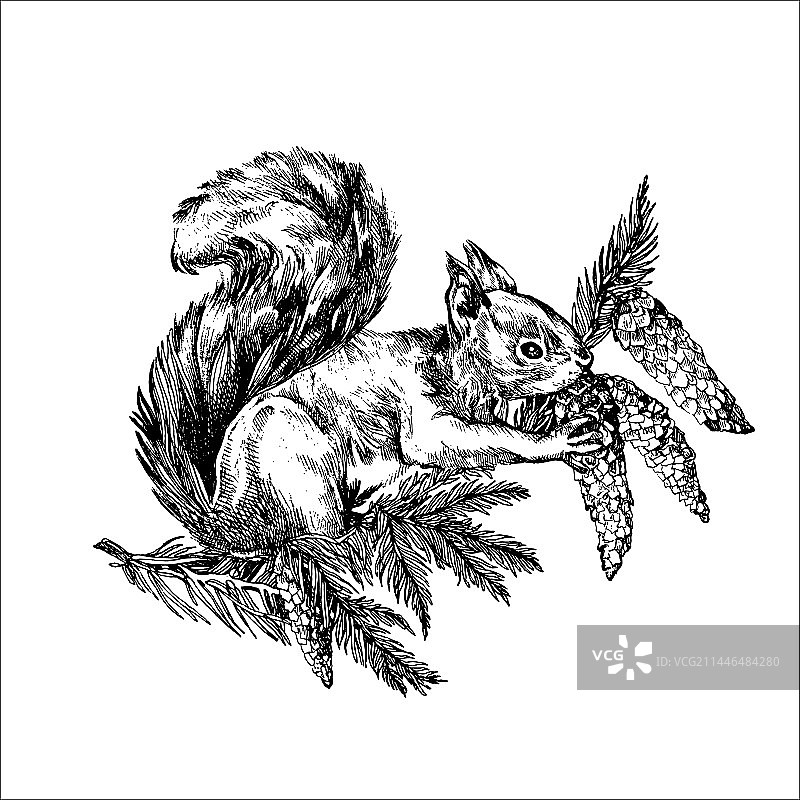 手绘松鼠图片素材