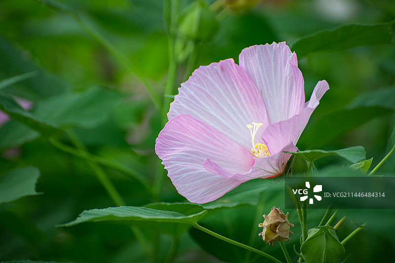芙蓉葵 大花芙蓉 草芙蓉开放在夏天图片素材