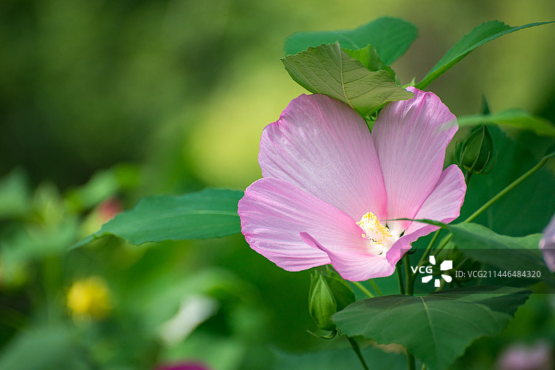 芙蓉葵 大花芙蓉 草芙蓉开放在夏天图片素材