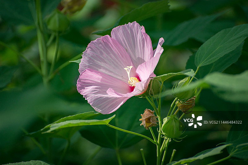 芙蓉葵 大花芙蓉 草芙蓉开放在夏天图片素材