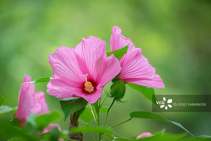 芙蓉葵 大花芙蓉 草芙蓉开放在夏天图片素材