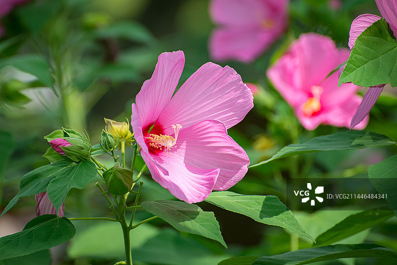 芙蓉葵 大花芙蓉 草芙蓉开放在夏天图片素材