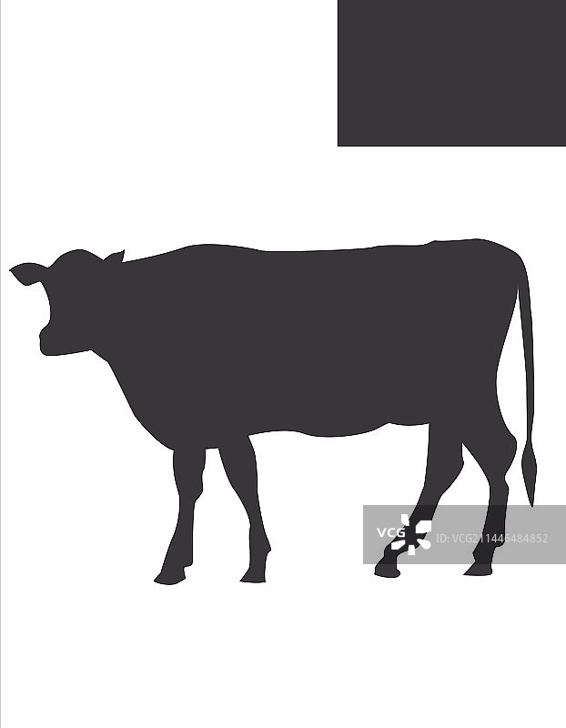 犹他州 - 牛图片素材