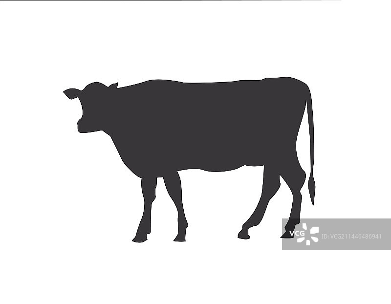 怀俄明州的牛图片素材