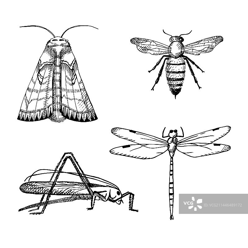 包含蚱蜢、蛾和蜜蜂的昆虫图案图片素材