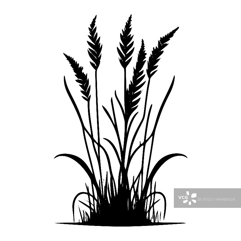 植物学草地剪影图片素材