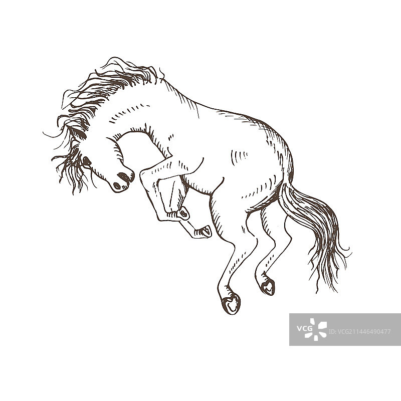 动态后腿站立的骏马图片素材