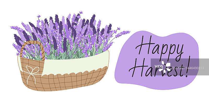采摘薰衣草图片素材