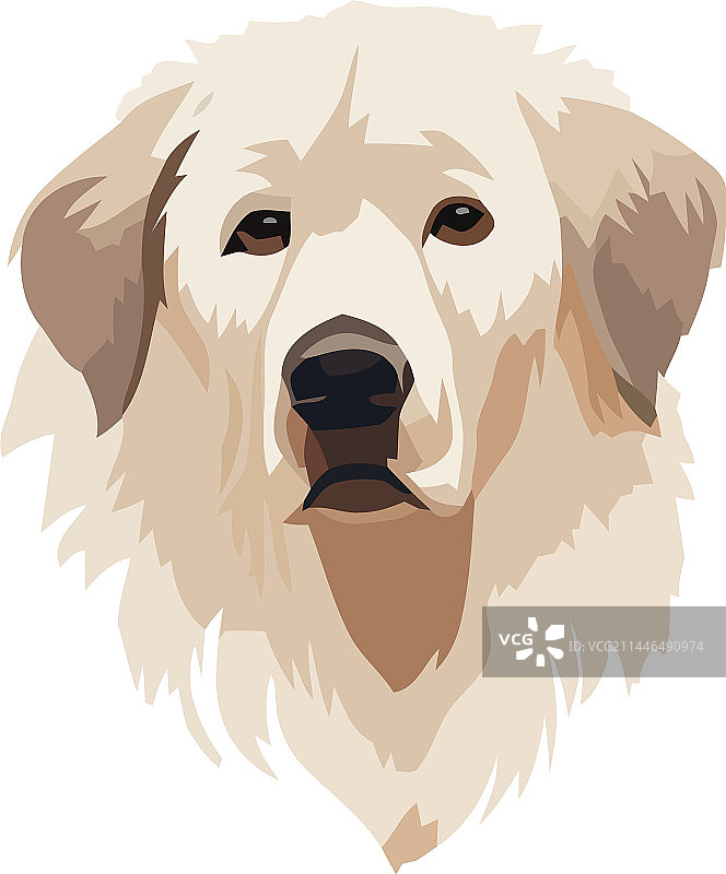 可爱的纯种寻回犬图片素材