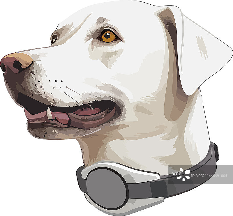 可爱的白色小狗脸图片素材