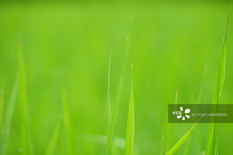 绿色纯色草地背景稻田图片素材