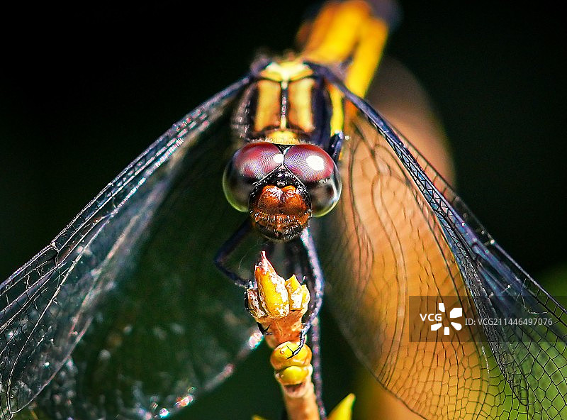 微距拍蜻蜓图片素材