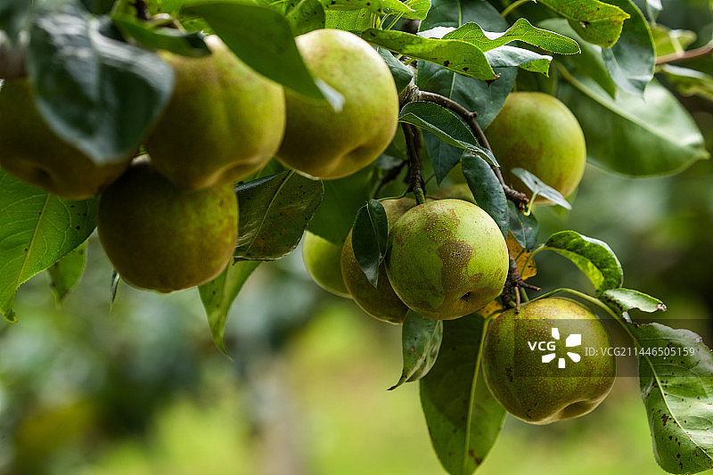 梨树上结满梨子，梨丰收，梨子熟了图片素材