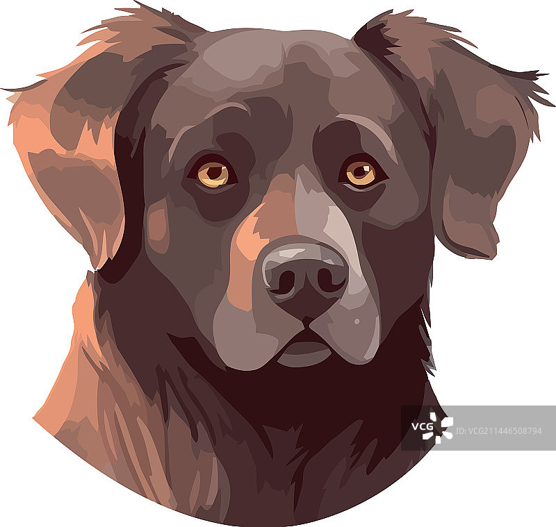 忠诚的纯种小狗图片素材