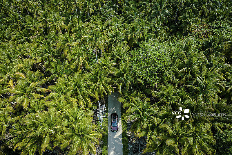 海南文昌东郊椰林图片素材