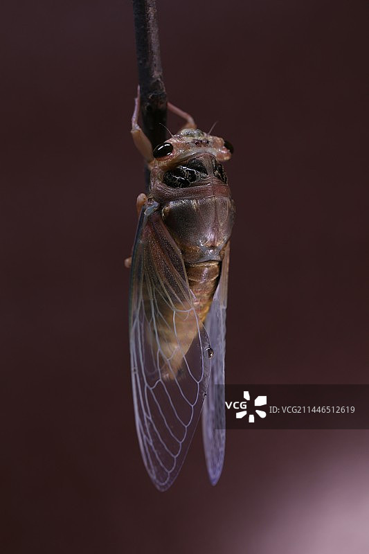 一只刚羽化的蝉图片素材
