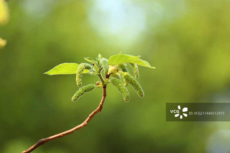 构树花图片素材