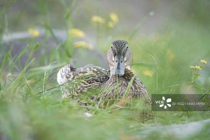 野鸭图片素材