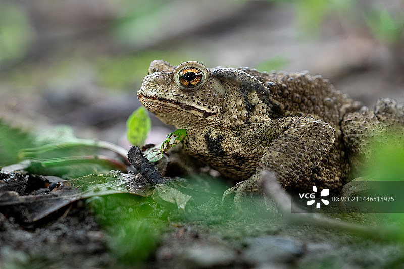 癞蛤蟆图片素材