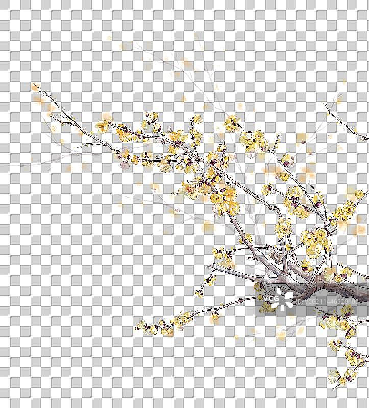 植物 梅花图片素材