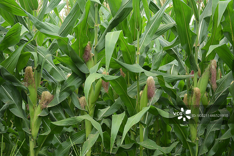 玉米地图片素材