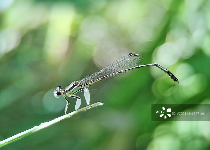 光斑下的豆娘图片素材