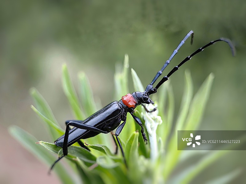 天牛特写镜头图片素材