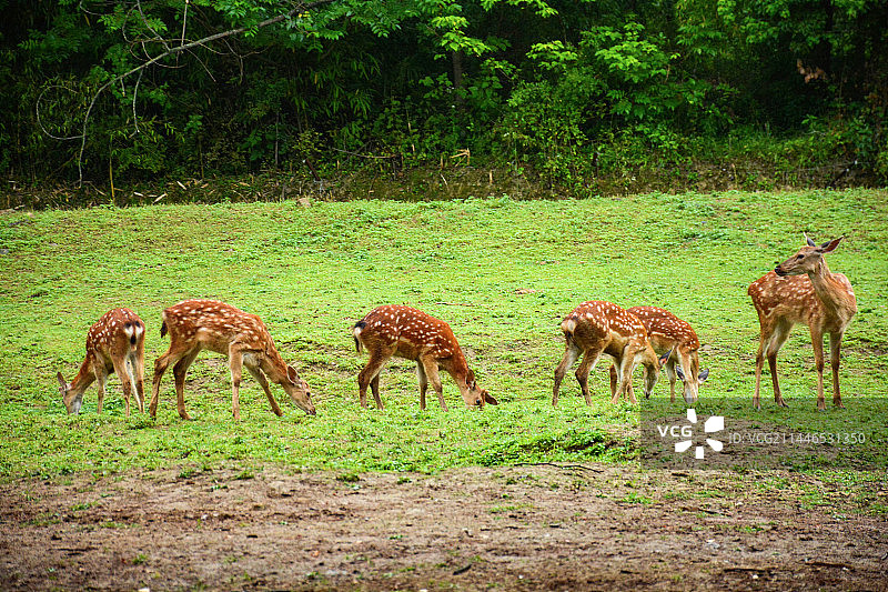 梅花鹿图片素材
