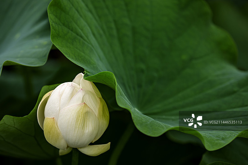 河北保定白洋淀荷花大观园的荷花千姿百态百媚千娇图片素材