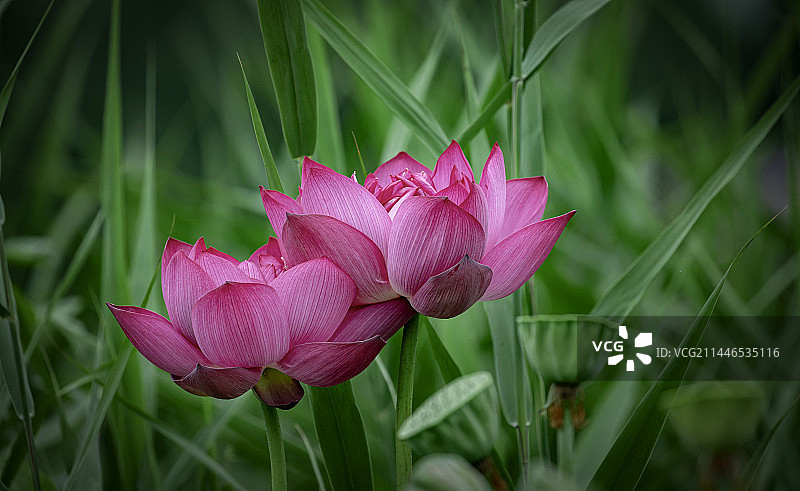 河北保定白洋淀荷花大观园的荷花千姿百态百媚千娇图片素材