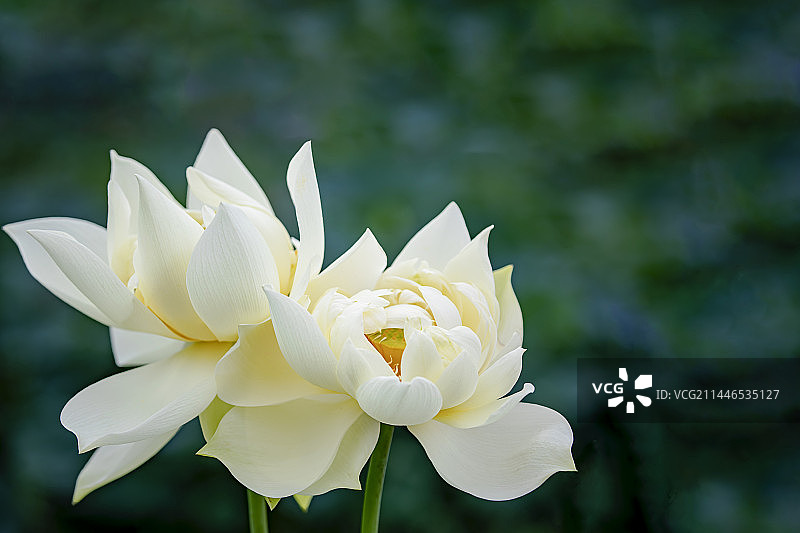 河北保定白洋淀荷花大观园的荷花千姿百态百媚千娇图片素材
