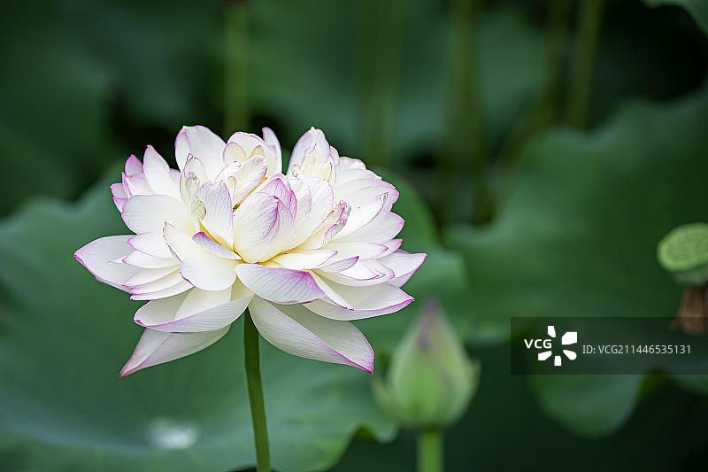 河北保定白洋淀荷花大观园的荷花千姿百态百媚千娇图片素材