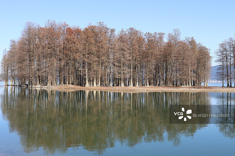 红杉林图片素材