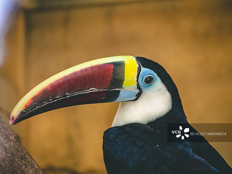飞鸟世界图片素材