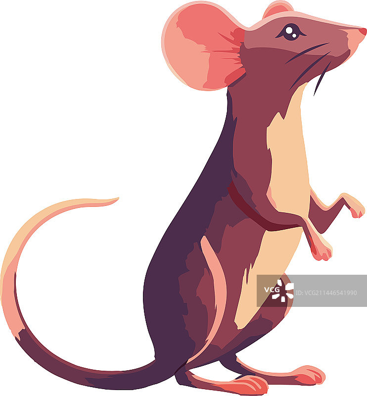 小老鼠坐着图片素材