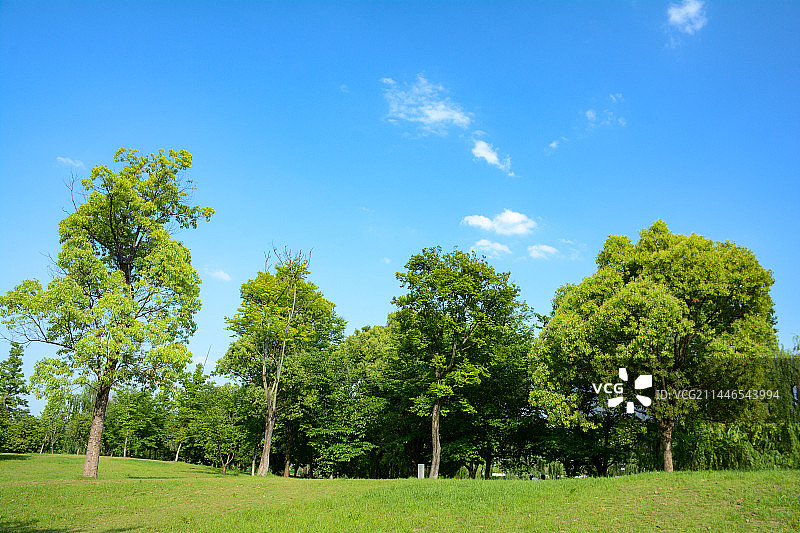 阳光蓝天白云树林绿草地图片素材