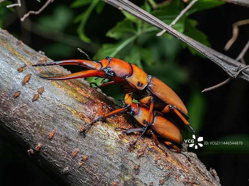 两点赤锯锹图片素材