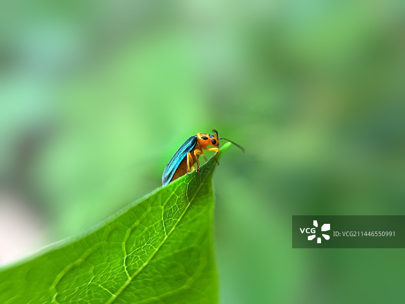 窥视的叶甲图片素材