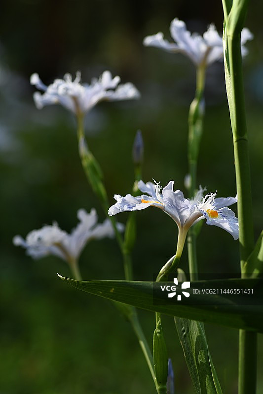 蝴蝶花图片素材