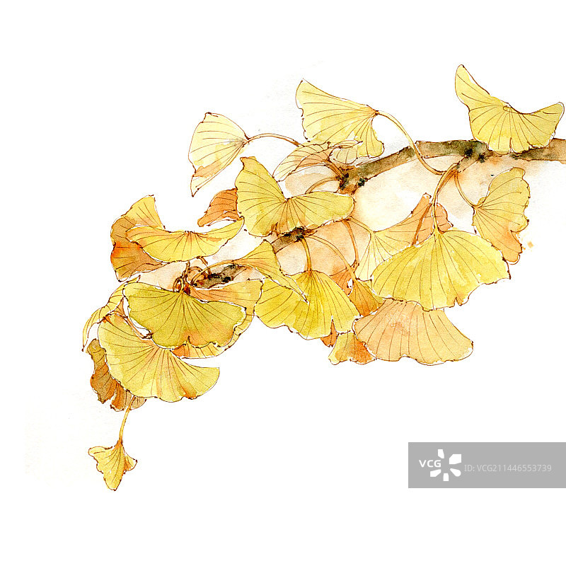 银杏叶 秋天 叶子 黄色 立秋 大自然 插画 大自然 水彩 手绘 植物 元素图片素材