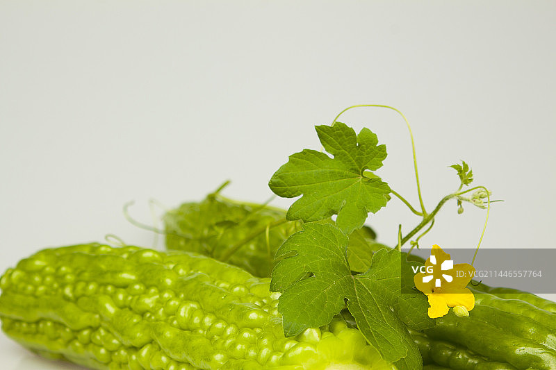天然有机苦瓜开花结果影棚拍摄图片素材