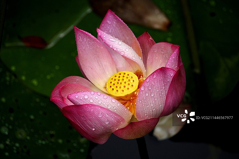 雨后的荷花特写图片素材
