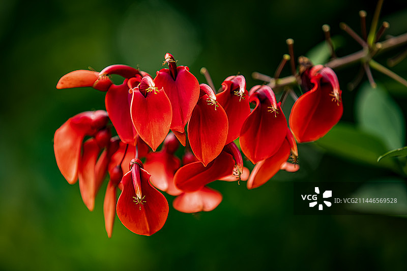 鸡冠刺桐图片素材