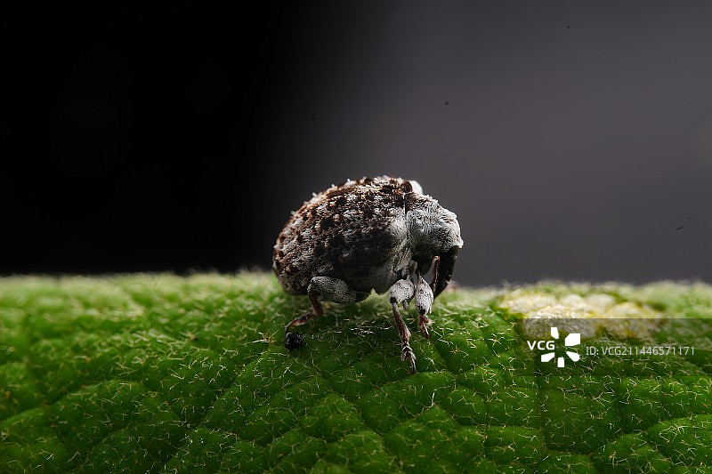 象鼻虫图片素材