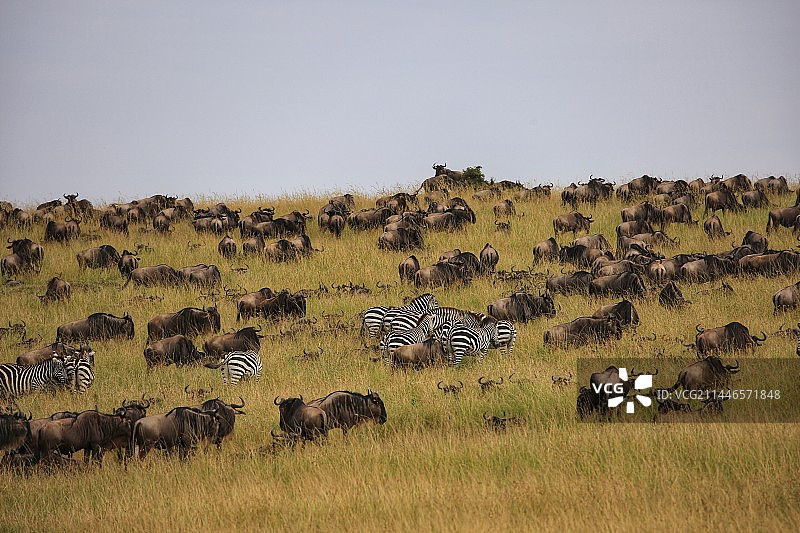 野性非洲下的动物大迁徙图片素材
