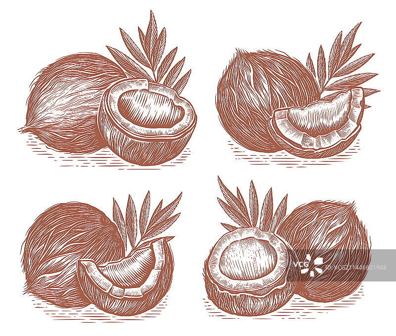 写生风格的椰子和树叶素材图片素材