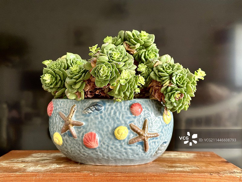 黑色背色多肉盆栽图片素材