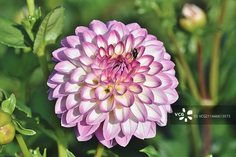 大丽花花朵图片素材