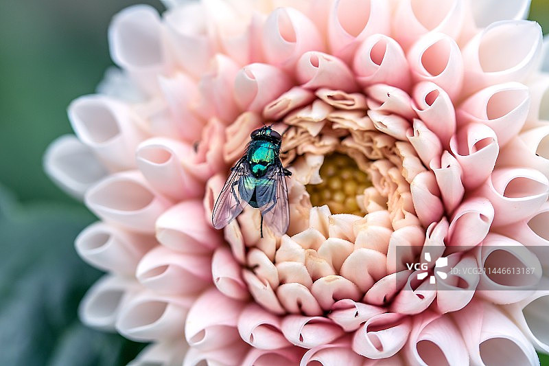 大丽花花朵图片素材