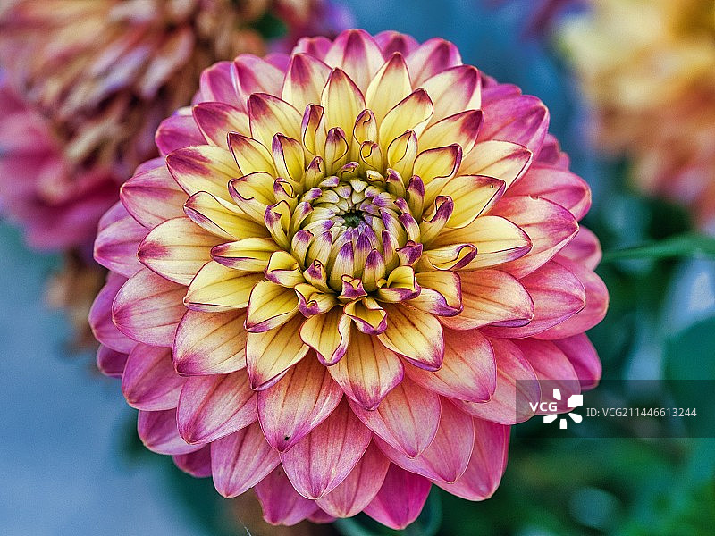 大丽花花朵图片素材